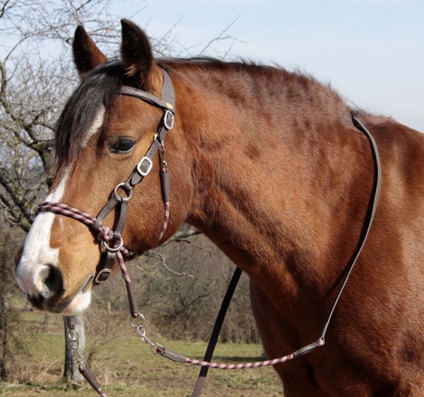 zaum-sidepull-lindel-bitless-bridle-gebisslos-3