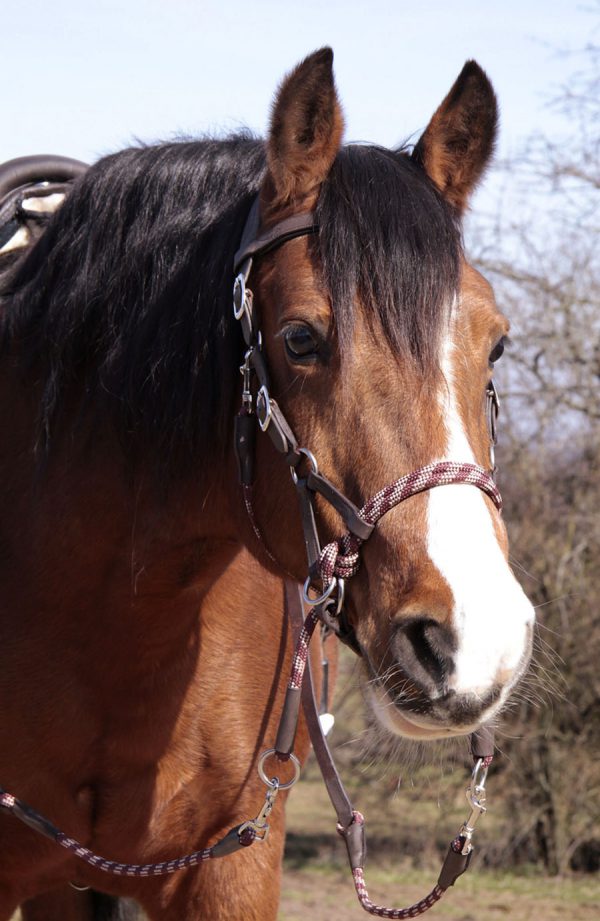 zaumzeug-sidepull-lindel-bitless-bridle-gebisslos-4